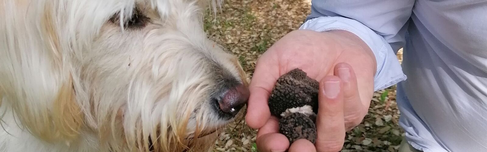 erfolgreiche Trüffelhund-Ausbildung